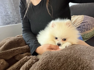 Pomeranian Teddy 