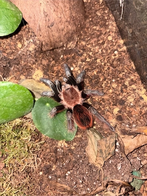 Tliltocatl vagans 0.1 