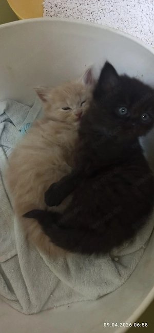 Mainecoon-Ragdoll Kitten 