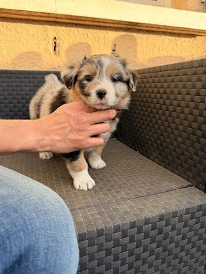 2 Australian Shepherds zur Adoption 