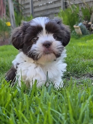 Shih-Tzu Malteser Hündin  Kleinbleibend