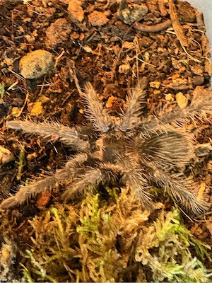 Lasiodora parahybana 0.0.1