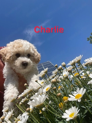 Weiße Welpen Bichon Frise