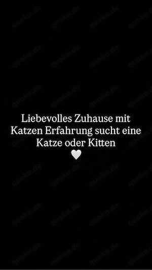 Liebevolles Zuhause sucht Katze oder Kätzchen 