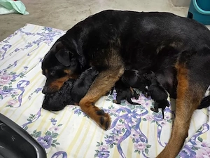 Rottweiler Welpen