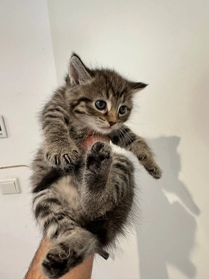 Katzenbabys kitten Neva Masquerade mix 
