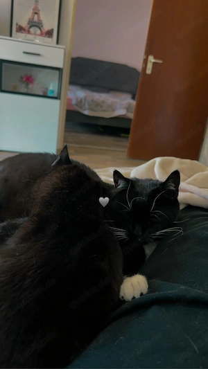 zwei süße kater zu verkaufen 