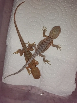 Süße Farb-Bartagamen Babys (Citrus-Leatherback x Hypo Orange Sandfire) liebevoll aufgezogen Bild 2