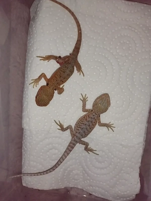 Süße Farb-Bartagamen Babys (Citrus-Leatherback x Hypo Orange Sandfire) liebevoll aufgezogen Bild 4