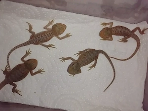 Süße Farb-Bartagamen Babys (Citrus-Leatherback x Hypo Orange Sandfire) liebevoll aufgezogen Bild 3