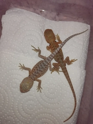 Süße Farb-Bartagamen Babys (Citrus-Leatherback x Hypo Orange Sandfire) liebevoll aufgezogen