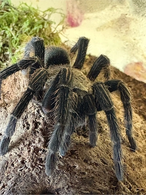 Trixopelma Puriensis 0.1