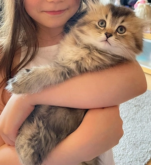 Drei wunderschöne, flauschige Kitten suchen ein liebevolles Zuhause 