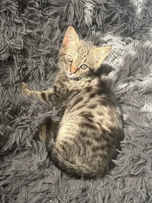 BKH mix kitten Nur noch das mädchen