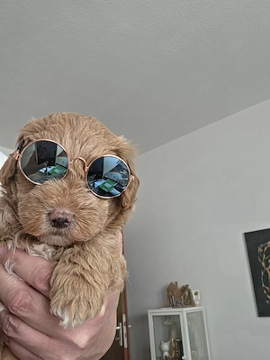 Maltipoo 1 Rüde noch frei