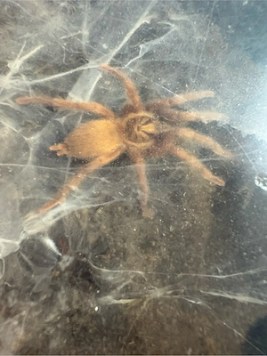 Neoholothele Incei Gold 0.1 Adult 