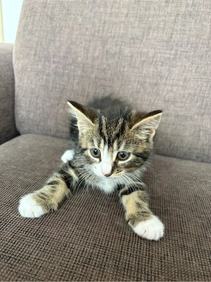Kitten suchen neues zu Hause