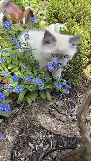 Wunderschöne Ragdoll Kitten 