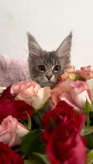 Exklusives Maine Coon Mädchen mit wunderschönen Farben und tollem Charakter. Bild 2