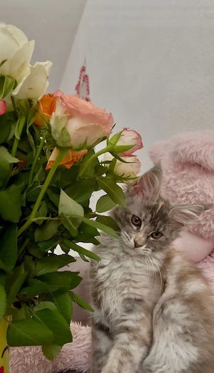 Exklusives Maine Coon Mädchen mit wunderschönen Farben und tollem Charakter. Bild 4