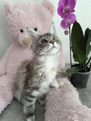 Exklusives Maine Coon Mädchen mit wunderschönen Farben und tollem Charakter. Bild 3