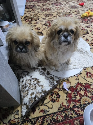 Dunja  und Linu