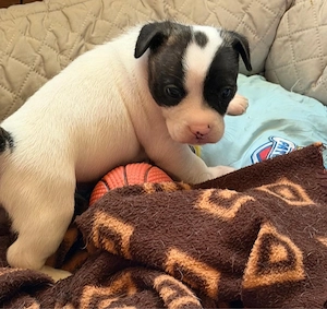 Jack Bully