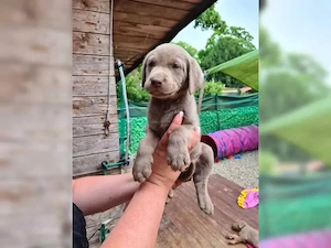 Labrador Retriever Welpen!! Bild 7