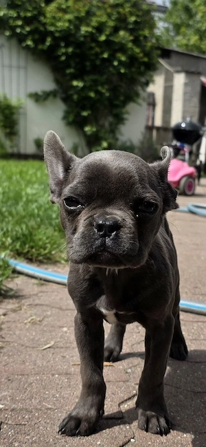 Französische Bulldoggen Welpen 