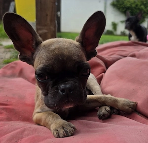 Französische Bulldoggen Welpen 