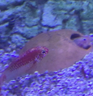 Apistogramma Buntbarsch  Pärchen 
