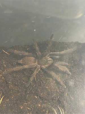 Chilobrachys dyscolus ex vietnam blue Vogelspinne