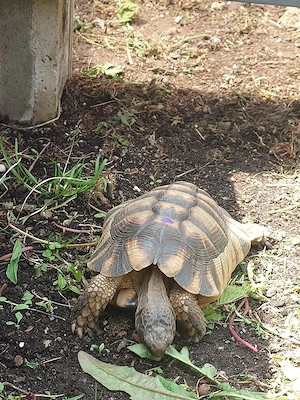 Breitrandschildkröten 