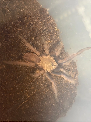 Chilobrachys dyscolus ex vietnam blue Vogelspinne