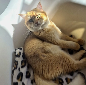 Bkh Kater Golden shaded