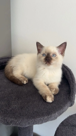 BKH max Ragdoll Kitten suchen liebevolles Zuhause