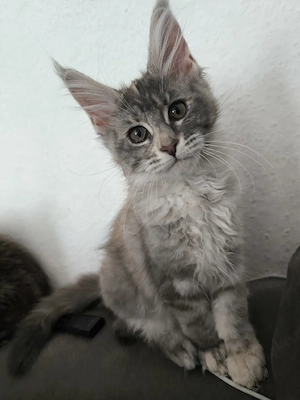 Exklusives Maine Coon Mädchen mit wunderschönen Farben und tollem Charakter. Bild 6