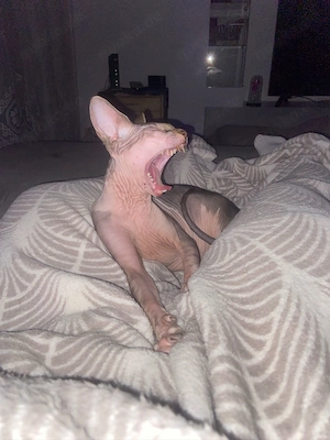 Kanadisches Sphynx-Kätzchen zu verkaufen Bild 3
