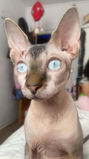 Kanadisches Sphynx-Kätzchen zu verkaufen