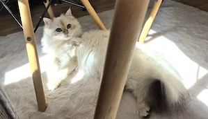 Blh Bkh Kater golden point
