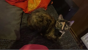 katze vermitteln 