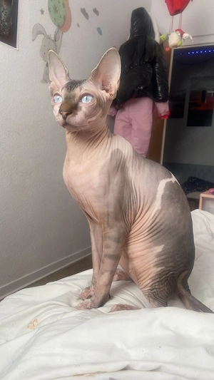 Kanadisches Sphynx-Kätzchen zu verkaufen Bild 2