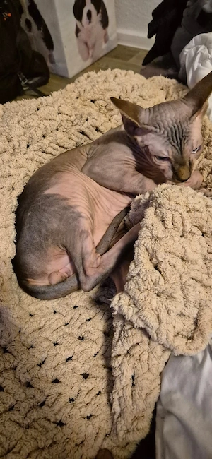 Kanadisches Sphynx-Kätzchen zu verkaufen Bild 4