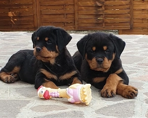 Rottweiler Welpen