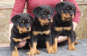 Rottweiler welpen