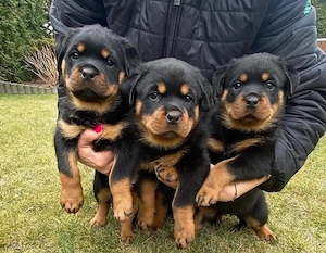 Rottweiler Welpen