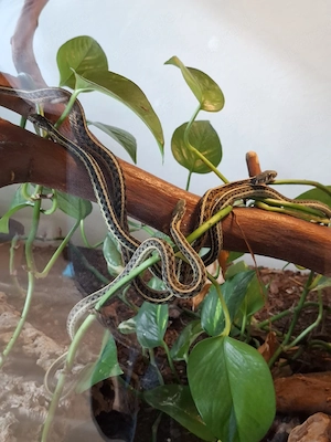 3 Strumpfbandnattern in liebevolle Hände anzugeben inkl. Terrarium. 