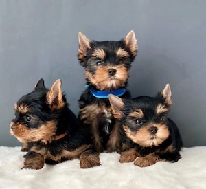 .Super Yorkshire terrier mini Welpen