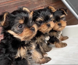 Yorkshire terrier mini welpen