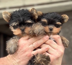 Yorkshire terrier mini welpen